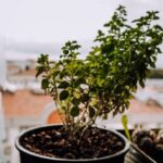 Aromatyczne zioła w kuchni: uprawa na parapecie krok po kroku